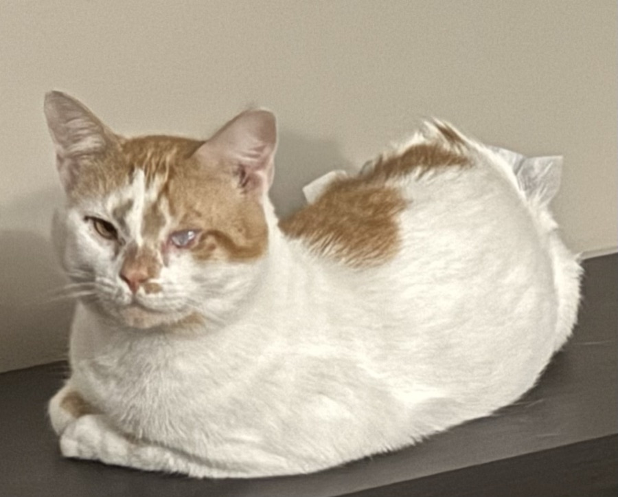 OJ, the paralyzed cat nobody wanted